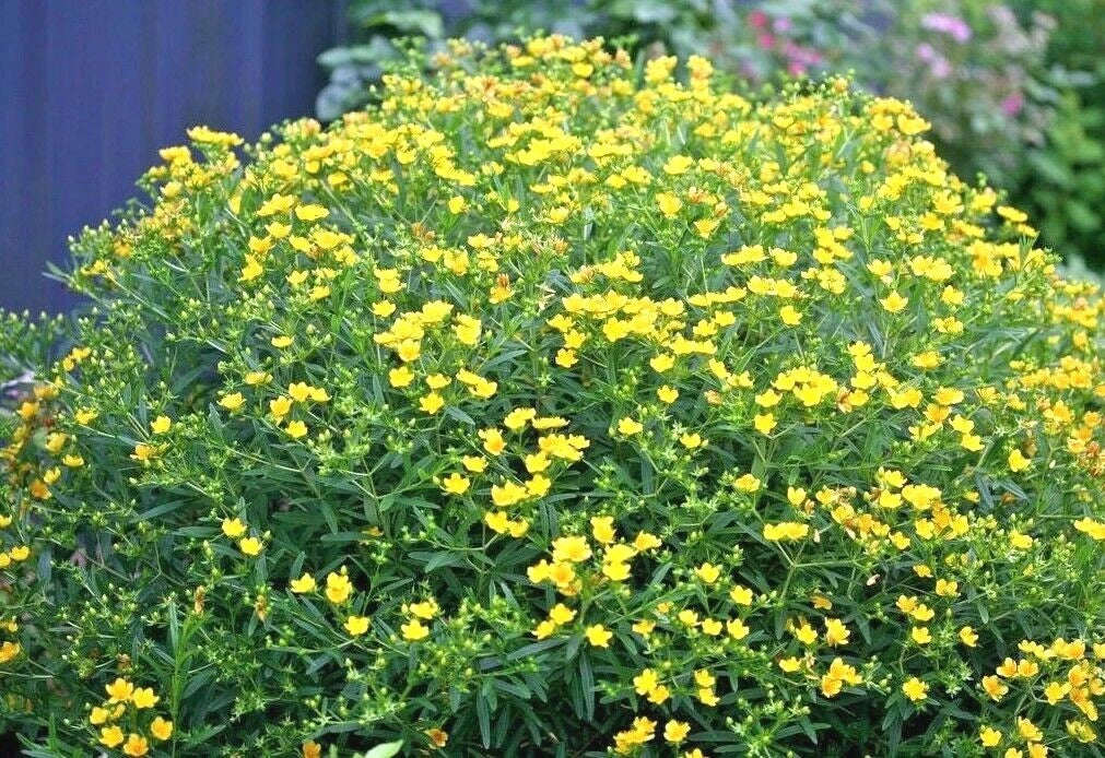 Great St. John's Wort Seeds - 500+ Count - Native Wildflower Perennial Herb - Hypericum perforatum