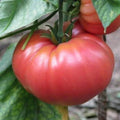 German Johnson Tomato Seeds - Heirloom Variety, Non-GMO, Gardening Essentials, Shipped with Tracking