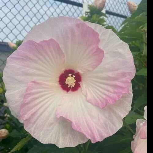 Hardy Hibiscus Seeds - Heirloom Dinner Plate - 20+ Seeds - Hibiscus moscheutos - Vibrant Flowers