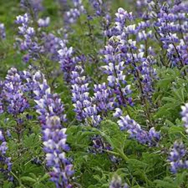 Arroyo Lupine Plant - 25+ Beautiful Purple Flowers - Lupinus succulentus