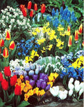 Spring Flower Garden Kit - Fall Bulbs for Planting (50 Bulbs) - Mixed Color Varieties, Ideal for Gardens & Landscapes