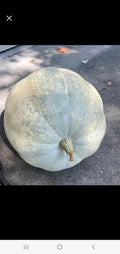 Giant Pumpkin Seeds - 10 Seafoam Blue Organic Seeds - USA Grown - Non-GMO