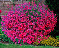 Lobelia Seeds .100 oz - Carmine Beauty Cascade - Vibrant Annual Flower Seeds - Lobelia erinus