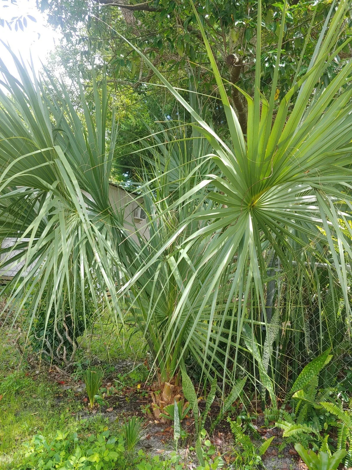 Florida Sabal Palmetto Palm Tree - 8-12" Rooted Live Plant - Ideal for Garden - Sabal palmetto