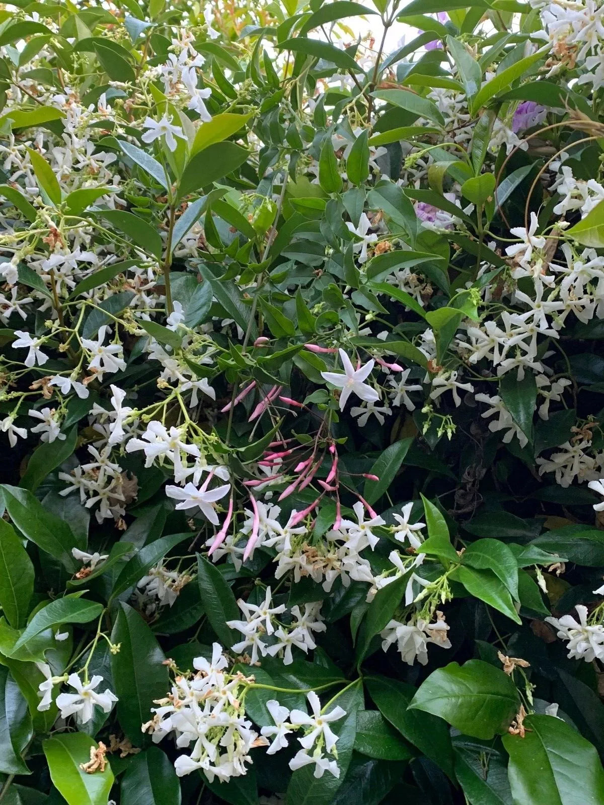 Butterfly Vines Combo - 2 Organic Live USA Star & Polyanthum Cuttings - Jasmine Plants for Garden or Indoor Use