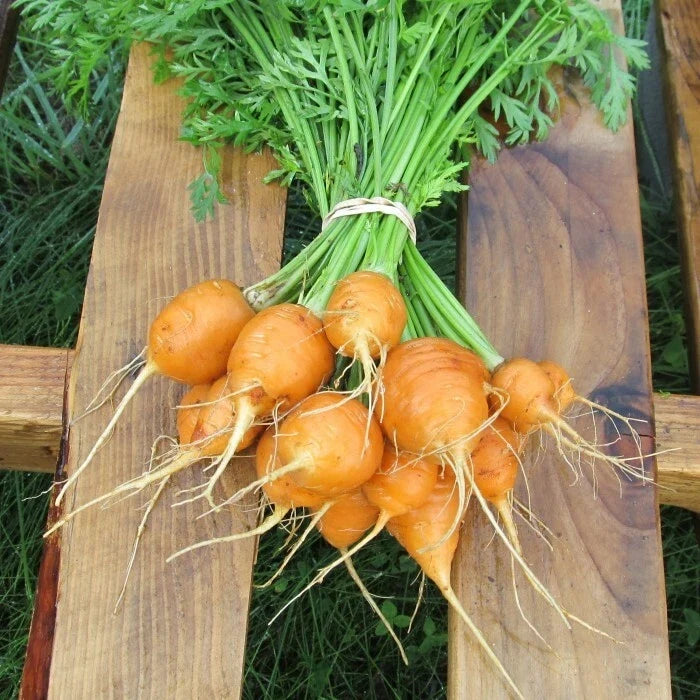 Parisian Carrot Seeds | Heirloom Non-GMO | Organic Vegetable Seeds | Daucus carota