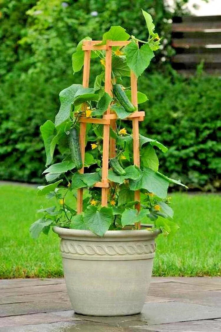 SpaceMaster Bush Cucumber Seeds - 35+ Pack for Patio, Container, Hanging Basket - Cucumis sativus