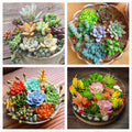 100pcs Mix Rare Succulent Seeds for Planting, DIY Bonsai, Ornamental Plants, Succulent Seed Variety