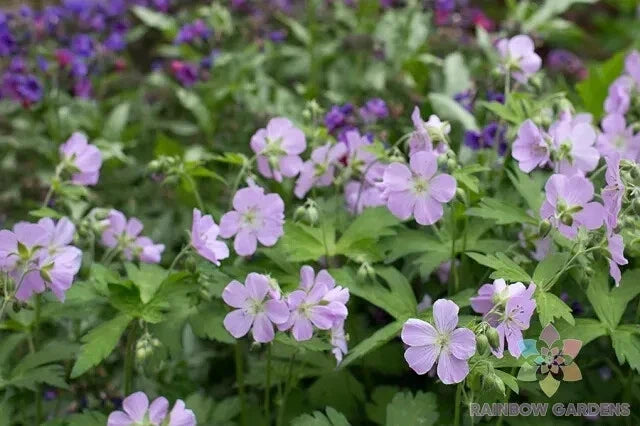 25+ Joan Baker Geranium Seeds for Garden Planting - Pelargonium x hortorum - USA Grown - Free Shipping
