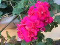 Ivy Geranium Cuttings 6 Pack Salmon Pink Double Pelargonium Pelargonium peltatum