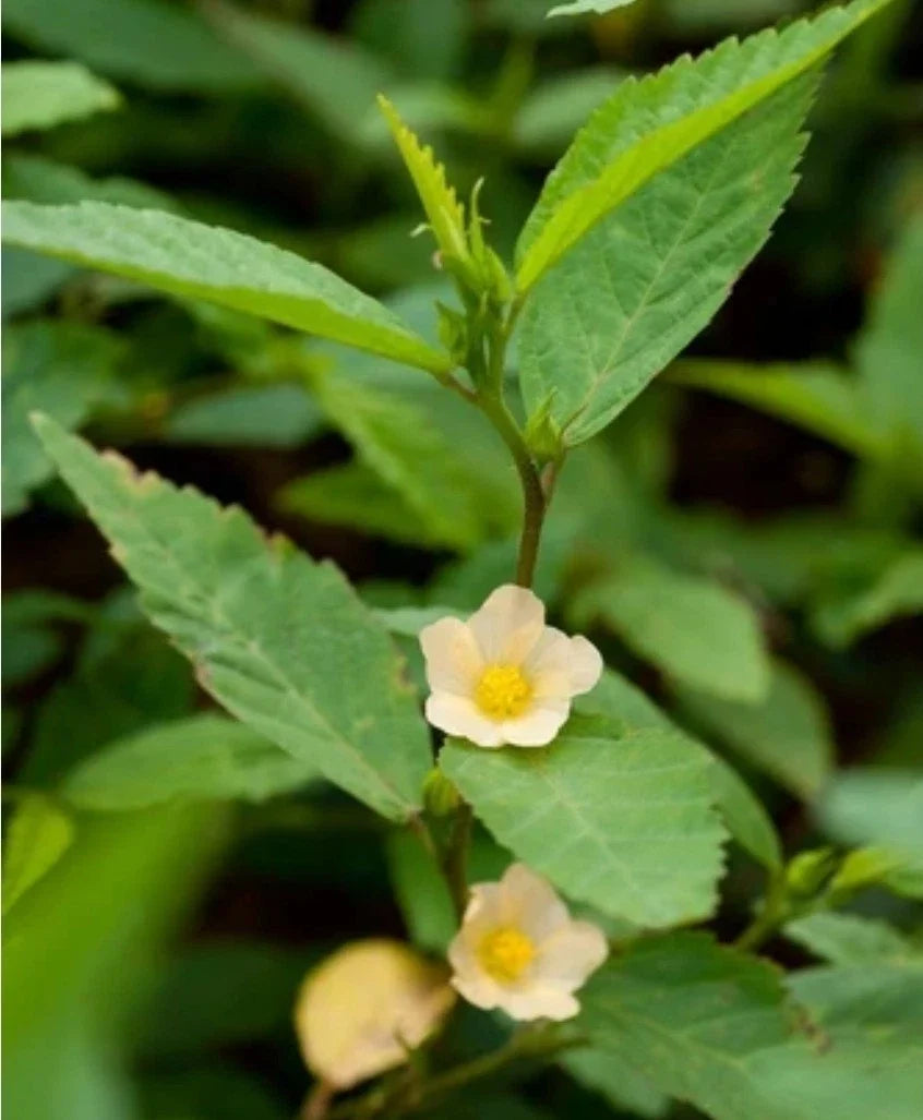 Sida acuta Seeds - 20 Organic Teaweed/Wireweed Medicinal Herb - Harvested 05/2025