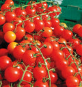 Cherry Tomato Seeds - 200+ Super Sweet Heirloom - Non-GMO, Organic, Rare - Solanum lycopersicum