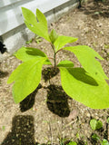 Organic Sassafras Trees - Bare Root - 10 Pack - Ready to Plant & Thrive - Sassafras albidum