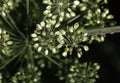 Angelica Seeds - 200 Non-GMO Seeds for Gardening - Angelica archangelica - Free Shipping