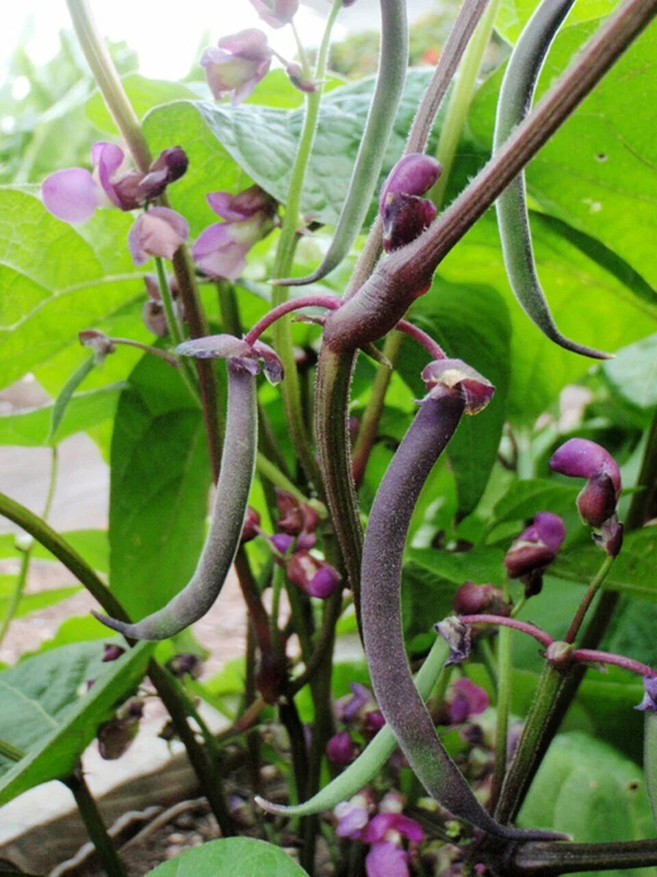 Royal Burgundy Bush Green Bean Seeds, NON-GMO, Stringless, Phaseolus vulgaris, Heirloom Variety, Free Shipping