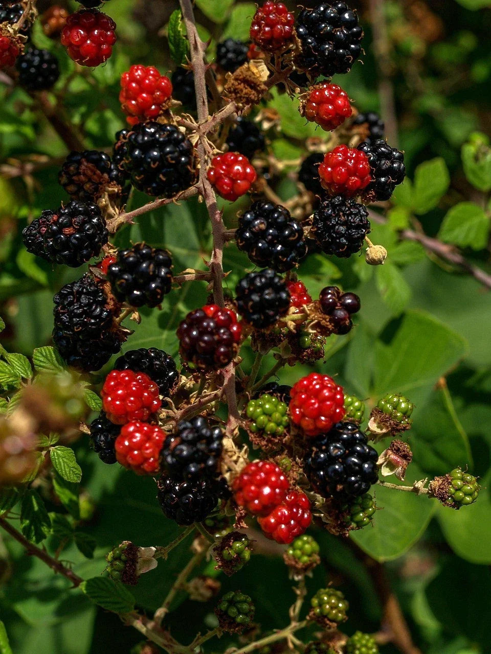 Organic Thornless Blackberry Cuttings - 6" Un-Rooted - 4 Count - Rubus fruticosus