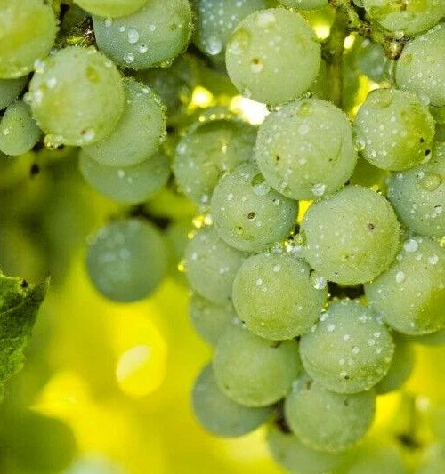 Organic Niagara Grape Seeds - 5 Count - Sweet White Variety - Vitis labrusca - Ideal for Eating and Wine Production