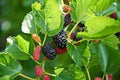 Red Mulberry Tree 12-24in Tall Live Bare Root Morus rubra Edible Fruit 5-Pack - Dormant Buds for Spring Growth
