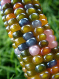 40 Glass Gem Indian Corn Seeds - Vibrant Translucent Corn for Planting - Zea mays everta