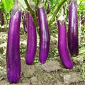 Long Purple Eggplant Seeds - Heirloom Variety - Solanum melongena - Organic Non-GMO Gardening