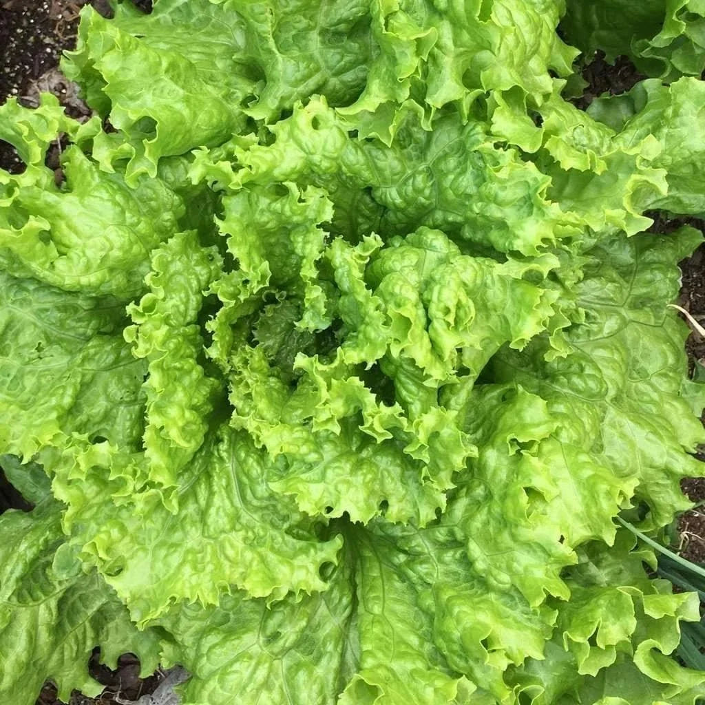 Grand Rapids Leaf Lettuce Seeds, NON-GMO Heirloom Salad Greens, TBR Variety, Free Shipping