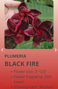 Red Root Plumeria Black Fire - Rooted Plant  - Plumeria pudica - From Seeds