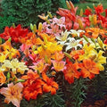 Lily Bulbs for Planting, Mixed Color, Lilium spp., Flowering Perennials, Garden Bulbs, Spring Blooms