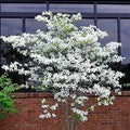 Flowering Dogwood Tree Seeds - 20 Seeds - Cornus florida - Grown in USA, Ships from Iowa