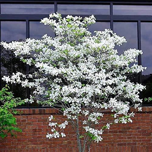 Flowering Dogwood Tree Seeds - 20 Seeds - Cornus florida - Grown in USA, Ships from Iowa