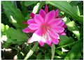 Pink Epiphyllum Orchid Cactus Plant - Queen of the Night, Oxypetalum Cereus - Live Indoor Flowering Plant