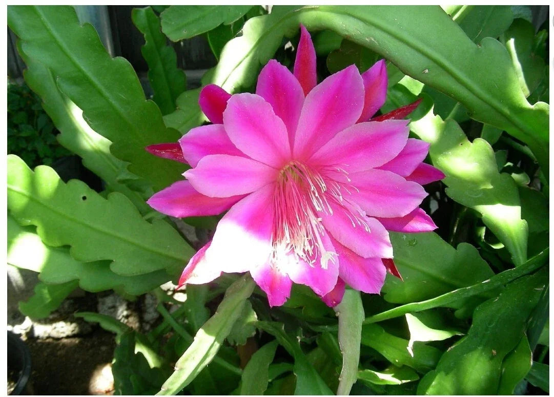 Pink Epiphyllum Orchid Cactus Plant - Queen of the Night, Oxypetalum Cereus - Live Indoor Flowering Plant