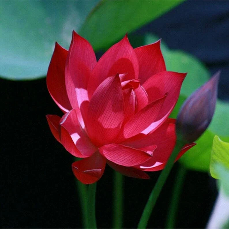 Red Lotus Seeds - 5 Pack - Nelumbo nucifera - Hardy Tropical Flowering Blooms