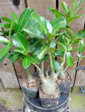 Adenium Desert Rose Potted Plants 4 Inch Mixed Colors (10-12'' Tall) - Fully Rooted Adenium obesum