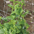 Green Malabar Spinach Seeds - 50 Non-GMO Specialty Seeds - Basella rubra - Edible Leafy Vegetable Plant