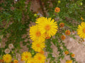 Native Wildflower Seeds - Camphorweed (H. subaxillaris) - 100+ Seeds, Pollinator-Friendly, Drought-Tolerant Garden Plant
