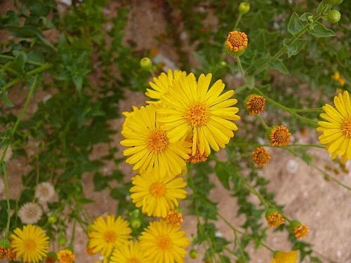 Native Wildflower Seeds - Camphorweed (H. subaxillaris) - 100+ Seeds, Pollinator-Friendly, Drought-Tolerant Garden Plant