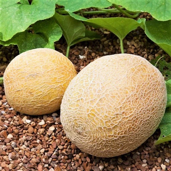 Honey Rock Cantaloupe Seeds - 50+ Count - Cucumis Melo - Orange Variety for 2025 Planting