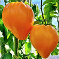 Orange Oxheart Tomato Seeds - 10+ Heirloom Organic Seeds, Rare Variety - Solanum lycopersicum