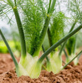 Fennel Seeds 200 Count, Florence Herb, Perennial Host Plant for Swallowtail Butterflies, Non-GMO, Anethum graveolens