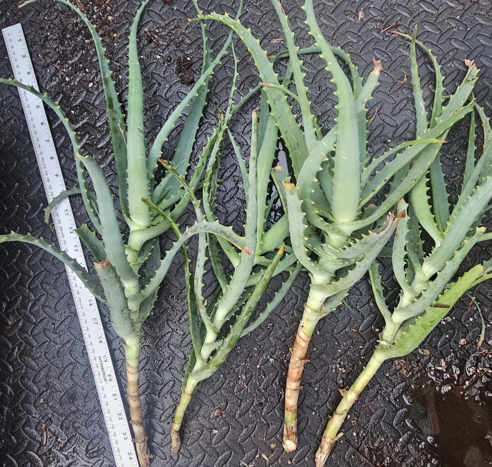 Aloe Arborescens Cuttings - 4 Healthy Aloe Vera Plant Cuttings for Propagation - Succulent Gardening Supplies