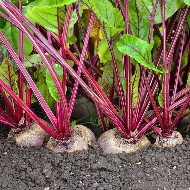 Detroit Dark Red Beet Seeds - 200+ Count - Ruby Red Beet - Beta vulgaris
