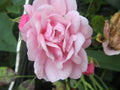 Organic Pink Rose Cuttings - 5 Pack Ready to Root and Plant - Rosa spp.