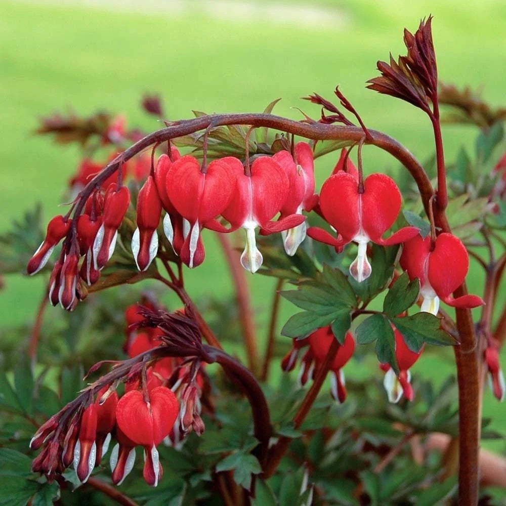 Red Bleeding Heart Seeds - 25 Pack - Shade Flower Garden - Dicentra spectabilis - US Seller