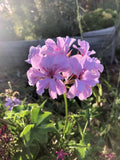 Trailing Ivy Geranium Live Plant Cuttings 3x6" Lavender Pelargonium Peltatum