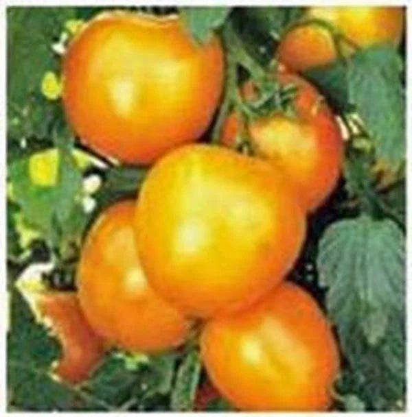 Heirloom Tomato Seeds Garden Collection 4 - Non-GMO Varieties for Home Gardening - Solanum lycopersicum