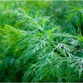 Dill Seeds 500+ Anethum Graveolens Culinary Herb Spice NON-GMO - Dukat Variety