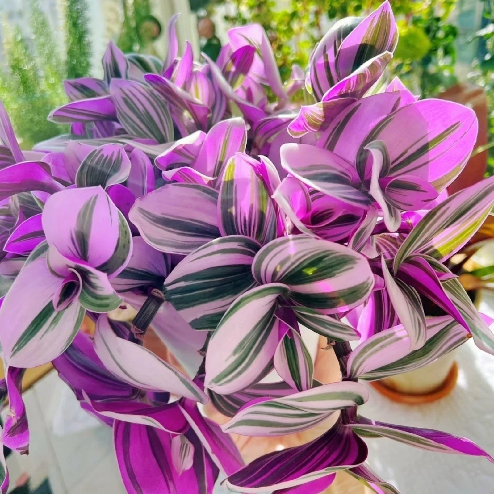 3 Unrooted Cuttings Tradescantia Nanouk - Rare Pink Wandering Jew, 3”-4” Size