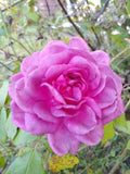 Rose Cuttings 4"-6" Lavender Crush | Edible Jelly, Drink | Rosa spp.