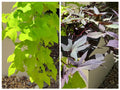 Sweet Potato Cuttings 10 Pack Chartreuse Blackie Rooted Ipomoea batatas