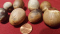 Avocado Fruit Trees Seeds - 8 Pack - Hass Variety - Persea americana